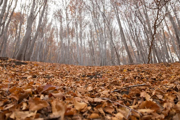 Beechwood Timparossa, Etna Park - Catania, Sicilya — Stok fotoğraf