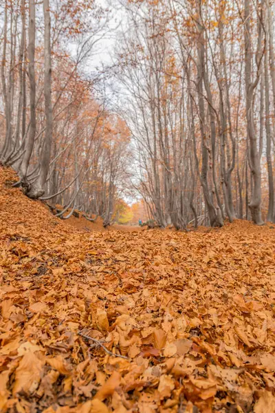 Beechwood Timparossa, Etna Park - Catania, Sicilya — Stok fotoğraf