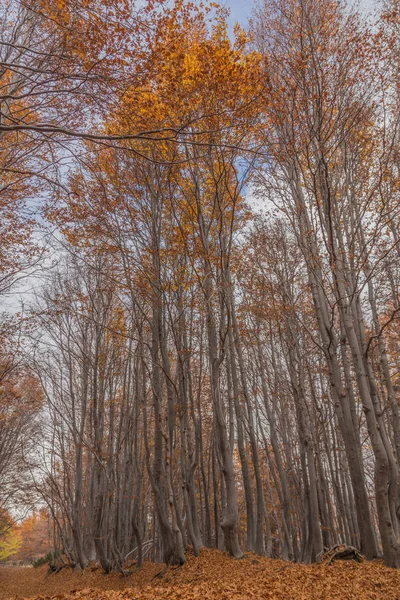 Faggio Timparossa, Parco dell'Etna - Catania, Sicilia — Foto Stock