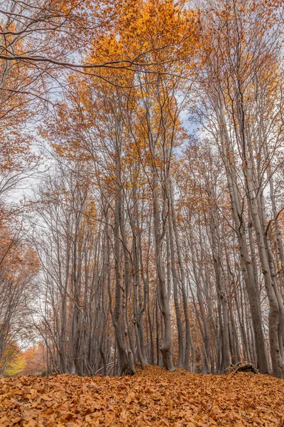 Beechwood Timparossa, Etna Park - Catane, Sicile — Photo