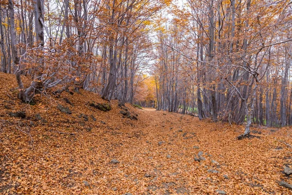 ブナ材 Timparossa、エトナ山公園 - カターニア、シチリア — ストック写真