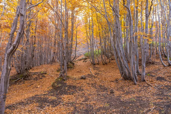 Beechwood Timparossa, Etna Park - Catania, Sicilya — Stok fotoğraf