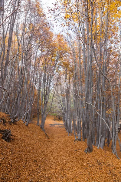 Beechwood Timparossa, Etna Park - Catania, Sicilya — Stok fotoğraf