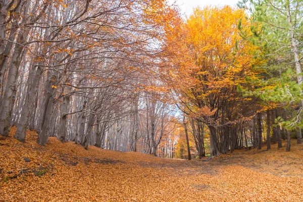 Beechwood Timparossa, Etna Park - Catane, Sicile — Photo