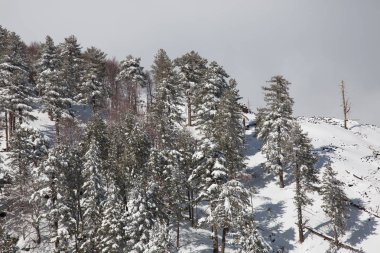 Kış - volkan çam ağacı ahşap iğnelerden üzerinde kar