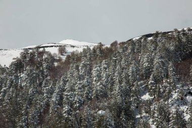 Kış - volkan çam ağacı ahşap iğnelerden üzerinde kar