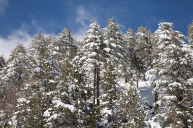 Kış - volkan çam ağacı ahşap iğnelerden üzerinde kar