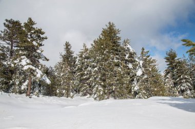 Kış - volkan çam ağacı ahşap iğnelerden üzerinde kar