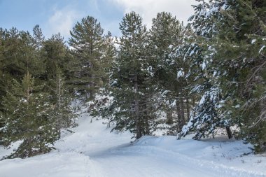 Kış - volkan çam ağacı ahşap iğnelerden üzerinde kar