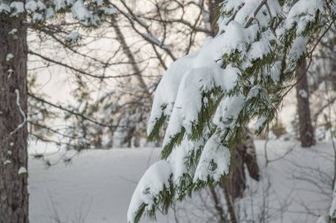 Kış - volkan çam ağacı ahşap iğnelerden üzerinde kar