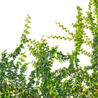 beyaz zemin üzerinde izole sarmaşık yaprakları