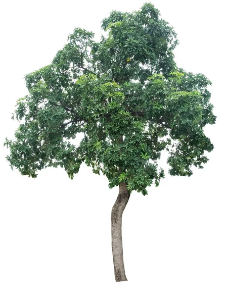 Baum isoliert auf weiß — Stockfoto
