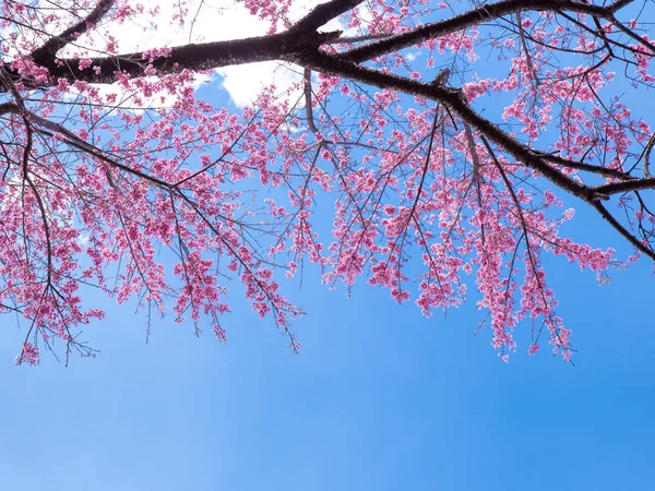 ピンクの桜の花は青空に対して良い湿った — ストック写真