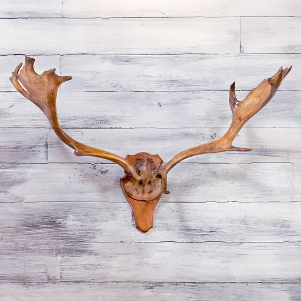 Teschio di cervo su sfondo bianco parete di legno Foto Stock