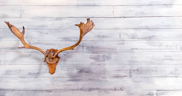 Deer skull on white wood wall background Royalty Free Stock Photos