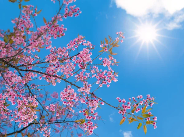 Ροζ Σακούρα κεράσι λουλούδι άνθος εναντίον του γαλάζιου ουρανού με τον ήλιο σε g Royalty Free Εικόνες Αρχείου