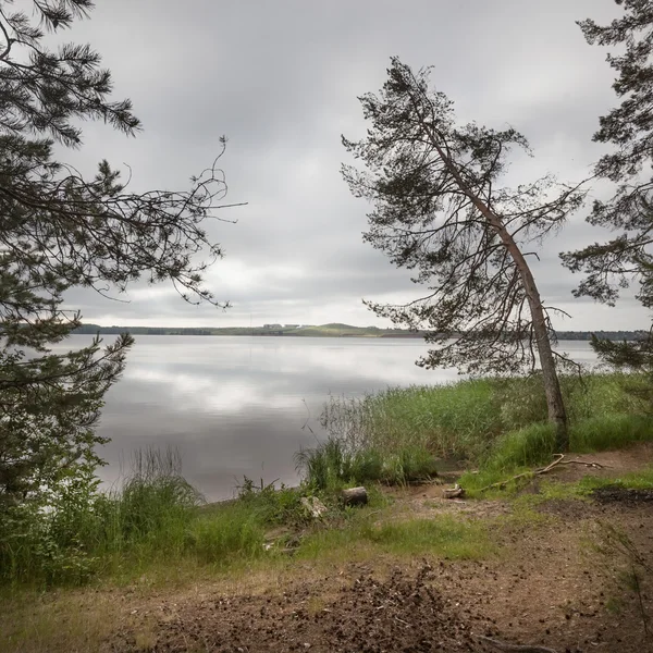 Natur im Hintergrund — Stockfoto