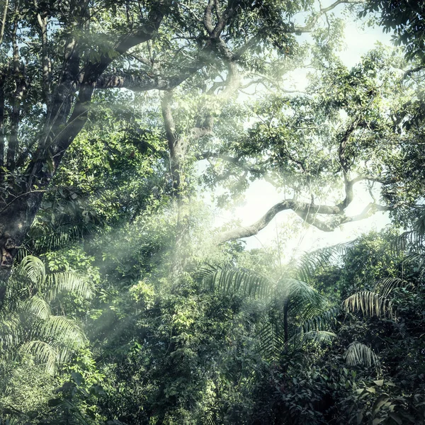 Forêt en arrière-plan — Photo