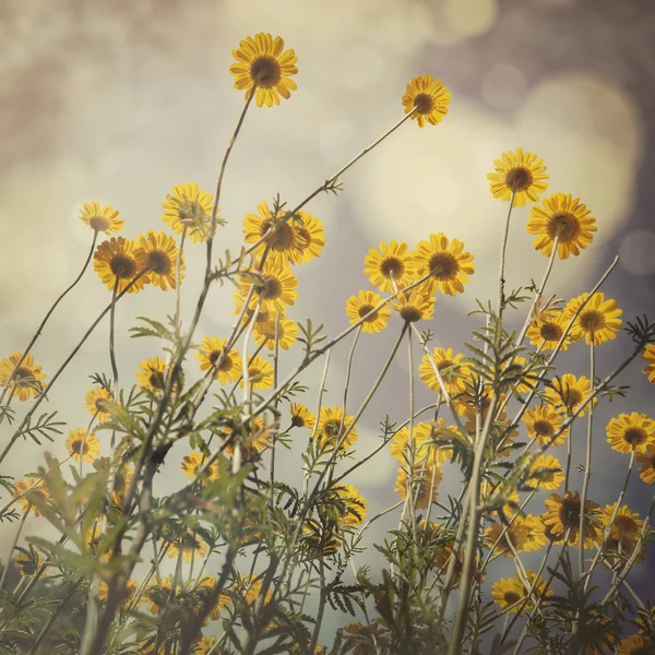 Flores en el fondo — Foto de Stock