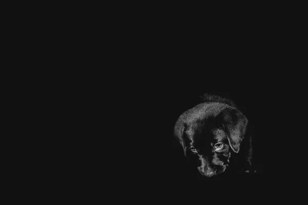 Küçük Labrador geri almak