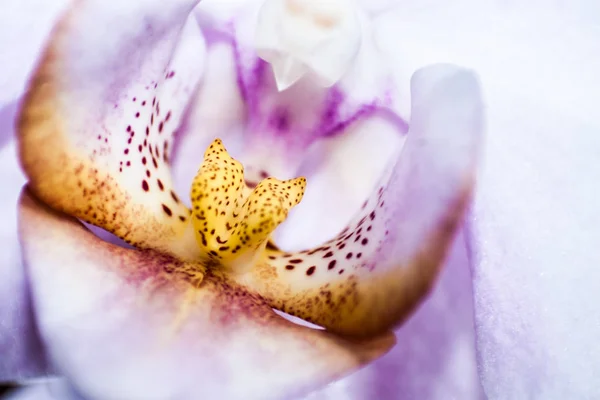 Beautyfull Orchidee Violette