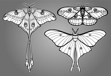 Dekoratif kelebek kümesi. Tek renkli çizim izole. Vektör çizim. Baskı, poster, tişört, tekstil.