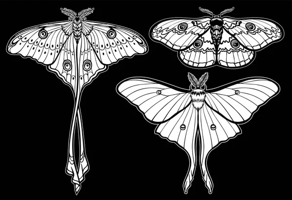 Set of decorative butterflies. Monochrome drawing isolated. Vector illustration. Print, posters, t-shirt, textiles. — Stock Vector