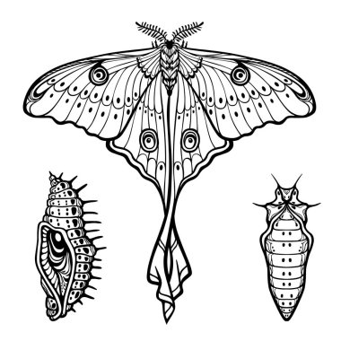  Dekoratif öğeleri kümesi: kelebek Argema mittrei, Bez Bebek, larva. Beyaz bir arka plan üzerinde izole doğrusal çizim. Vektör çizim. Baskı, poster, tişört, tekstil.