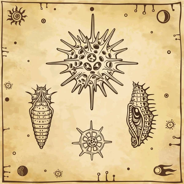 Serie di immagini grafiche: bambola di un insetto, larva, radiolaria. Illustrazione vettoriale. Uno sfondo - imitazione di carta vecchia . — Vettoriale Stock