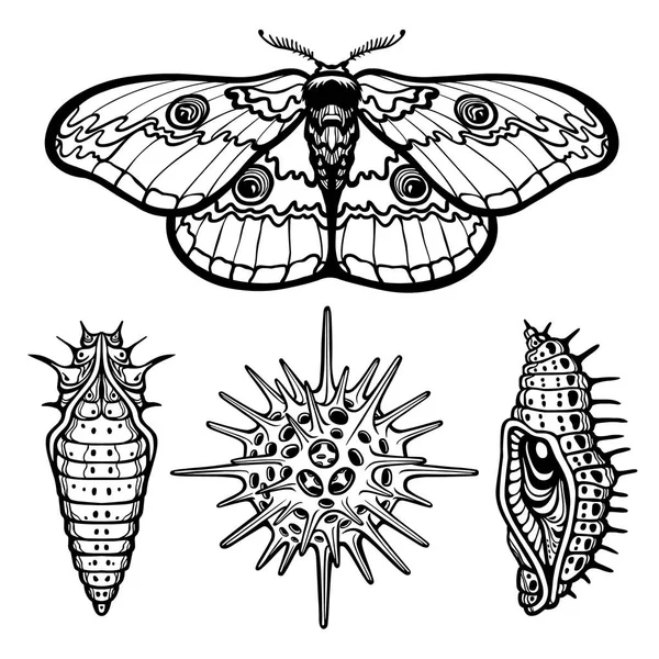 Dekoratif öğeleri kümesi: kelebek, Bez Bebek, larva, radiolaria. Beyaz bir arka plan üzerinde izole doğrusal çizim. Vektör çizim. Baskı, poster, tişört, tekstil. — Stok Vektör