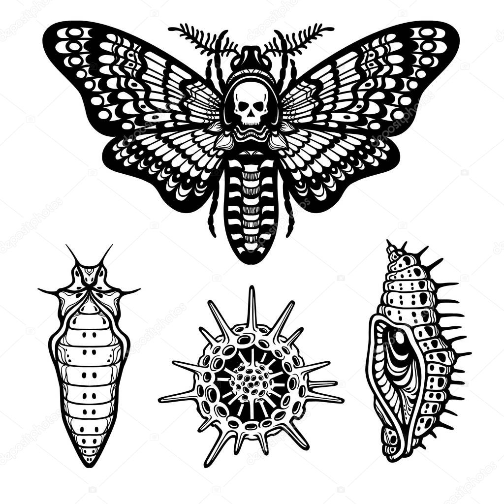 Set of decorative elements: moth Dead head, doll, larva, radiolaria. Linear drawing isolated on a white background. Vector illustration. Print, posters, t-shirt, textiles.