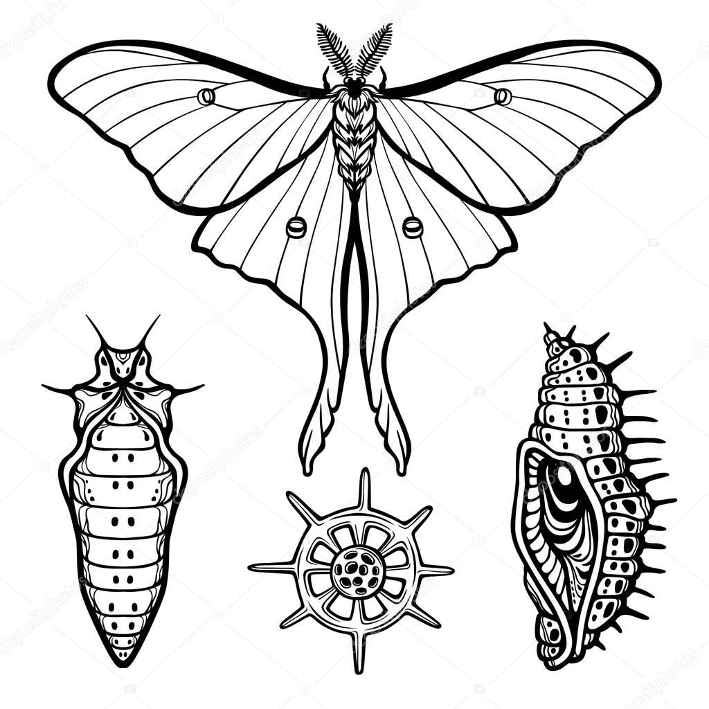  Set of decorative elements:  butterfly, doll, larva, radiolaria. Linear drawing isolated on a white background. Vector illustration. Print, posters, t-shirt, textiles.