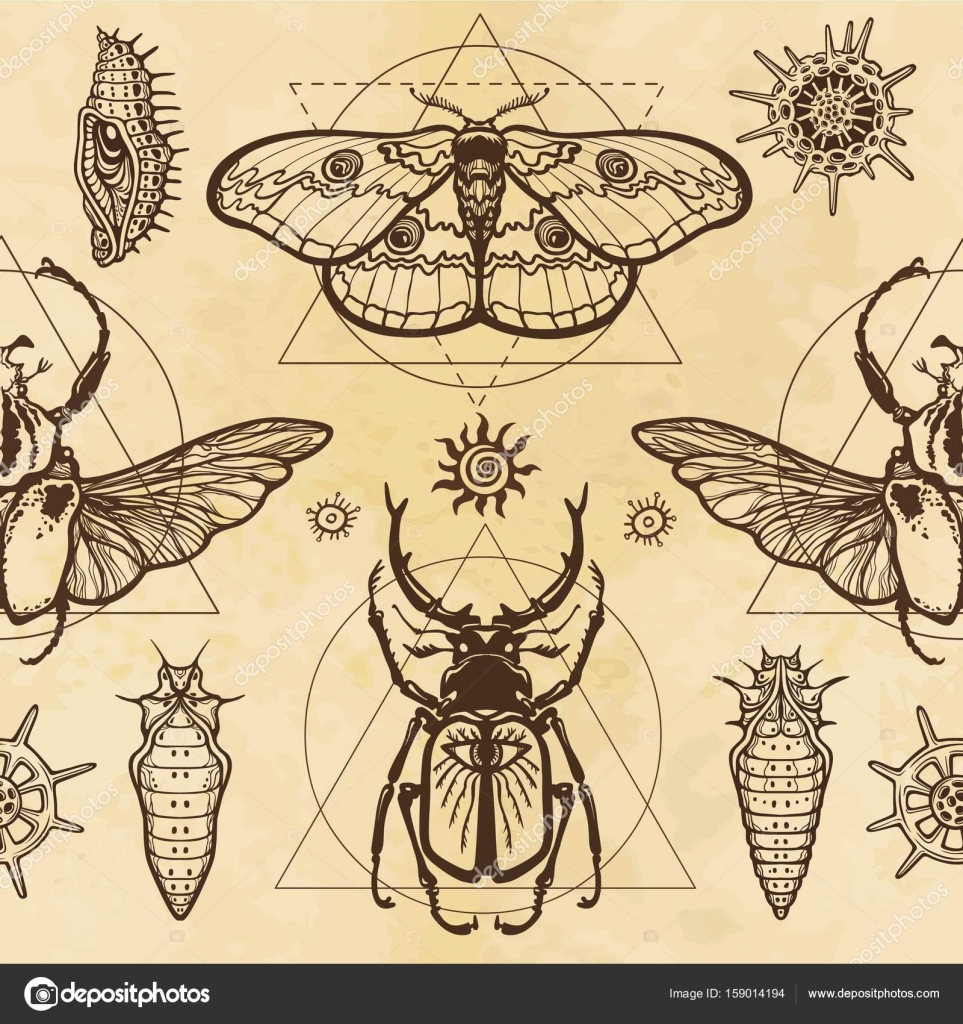 Seamless Color Pattern Image Of A Butterfly Larva Bug Goliath Horned Sacred Geometry Background