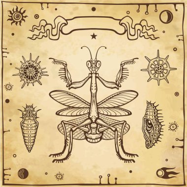 Mantis, larva, radiolarias grafik dekoratif görüntü. Ezoterik, Tasavvuf, büyü. Arka plan - eski kağıt imitasyon. Vektör çizim.
