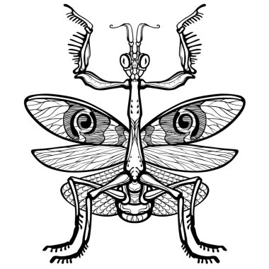  Grafik süsleyici resim Mantis. Beyaz bir arka plan üzerinde izole doğrusal çizim. Vektör çizim.