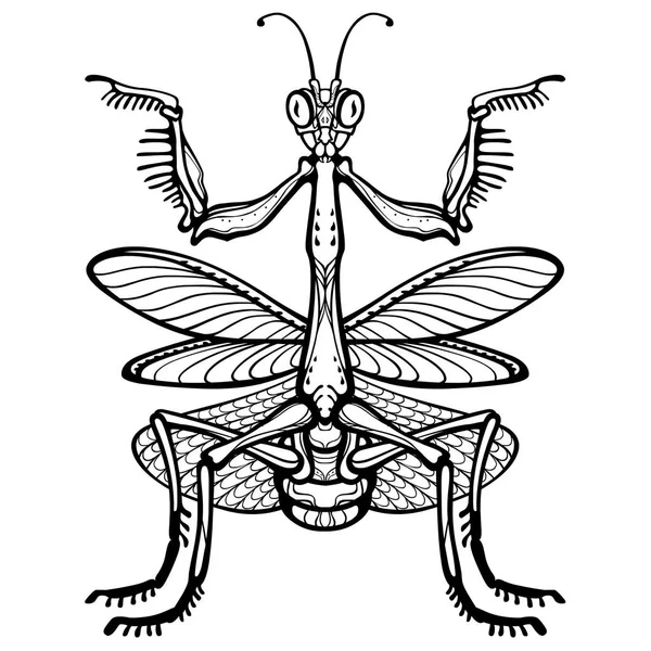 Decoratieve afbeelding van de Mantis. De lineaire tekening geïsoleerd op een witte achtergrond. Vectorillustratie. — Stockvector