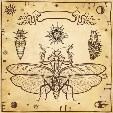 Mantis, larva, radiolarias grafik dekoratif görüntü. Ezoterik, Tasavvuf, büyü. Arka plan - eski kağıt imitasyon. Vektör çizim.