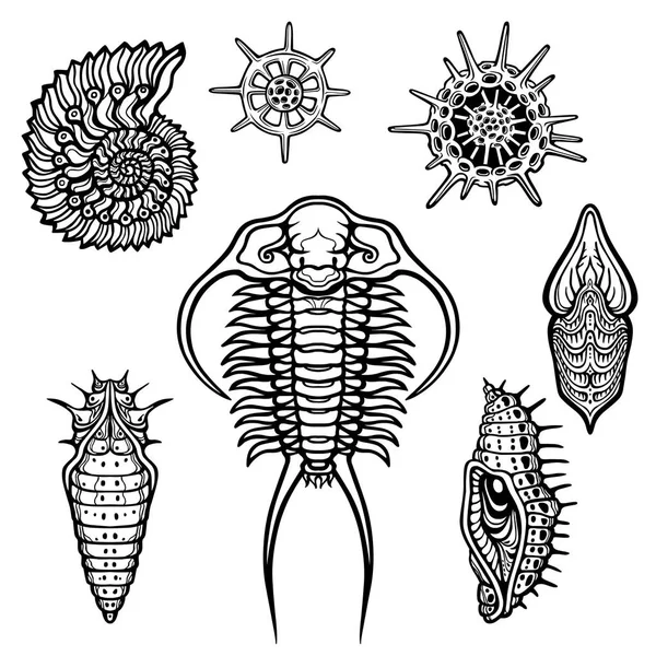 Ensemble d'images dessinées d'organismes vivants : trilobits, mollusques, larves, radiolaires. Illustration vectorielle isolée sur fond blanc . — Image vectorielle