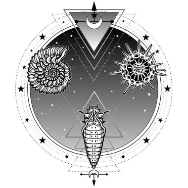 Yaşamın kökeni: kabuk, radiolaria, larva. Arka plan - gece yıldız gökyüzünün bir daire. Simya, büyü, ezoterik, büyü. Beyaz bir arka plan üzerinde izole vektör çizim. Baskı, poster, tişört.