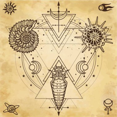 Gizemli arka plan: kabuk, larva, molekül, kutsal geometri. Arka plan - eski Kağit, parşömen imitasyon. Ezoterik, Tasavvuf, büyü. Baskı, poster, tişört, kart. Vektör çizim.