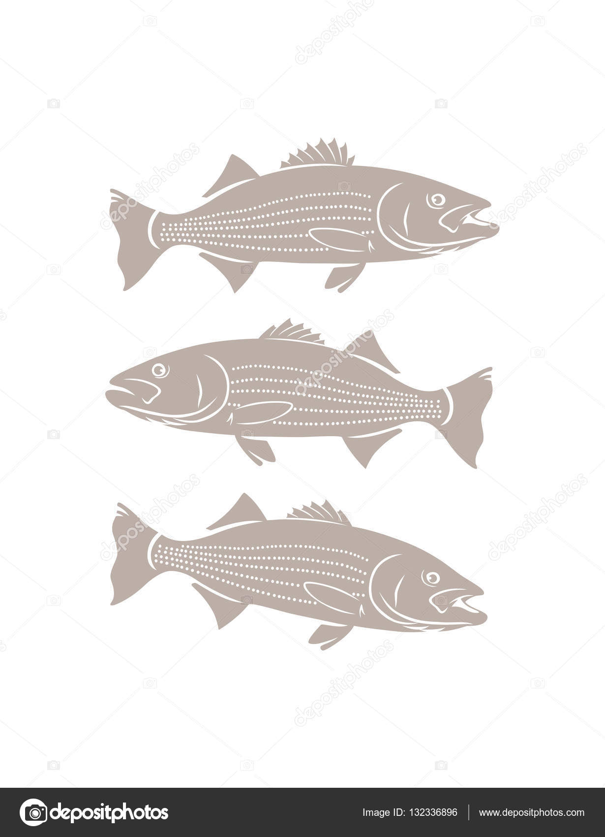 Striped bass fish Stock Vector Image by ©kvasay 132336896