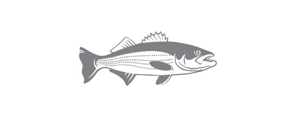 Striped bass fish — Stock Vector