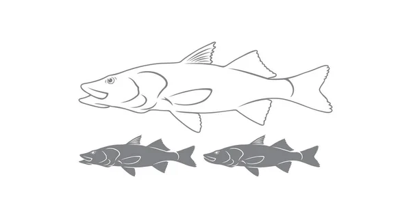 Çizgili levrek balığı — Stok Vektör