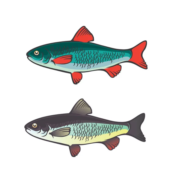 Zalm vissen voor logo — Stockvector