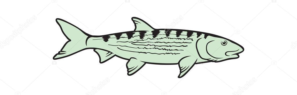 Caranx fish for logo — Stock Illustration Caranx fish for logo Royalty Free Stock Illustrations