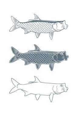 Balık tarpon Icon set