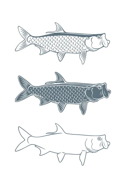 Conjunto de ícone de tarpon de peixe —  Vetores de Stock