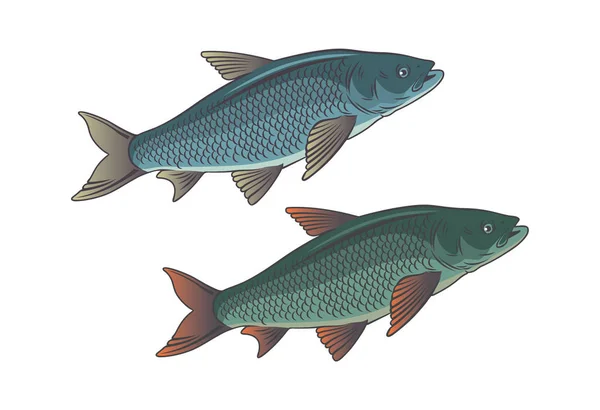 Sazan balık Icon set — Stok Vektör