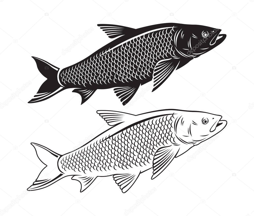 Vector illustration of carp fish icon set