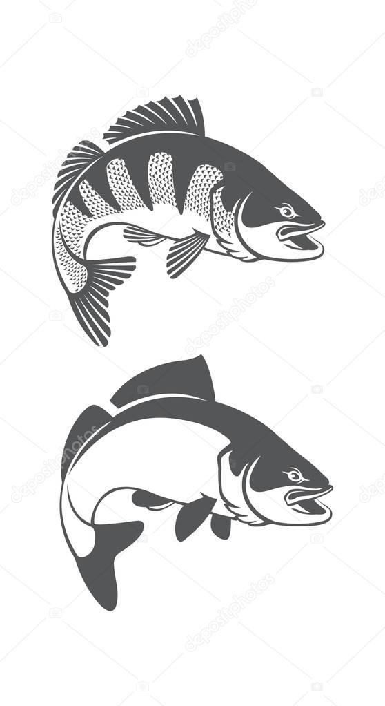 zander fish icon set